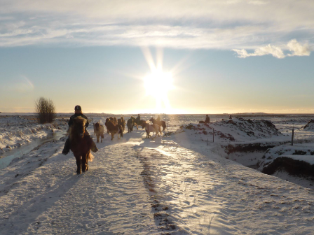 Iceland -Ride, Hot Springs and Whales!